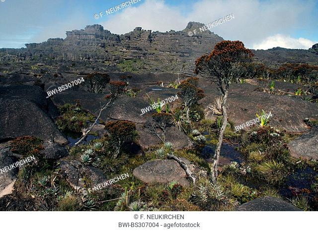vast rock landscape at the Roraima Tepui, Venezuela, Canaima National Park, Roraima Tepui