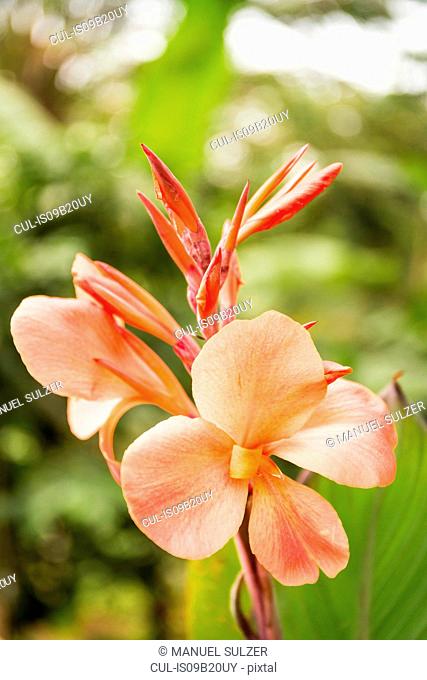 Close up of orange flower, Bali, Indonesia