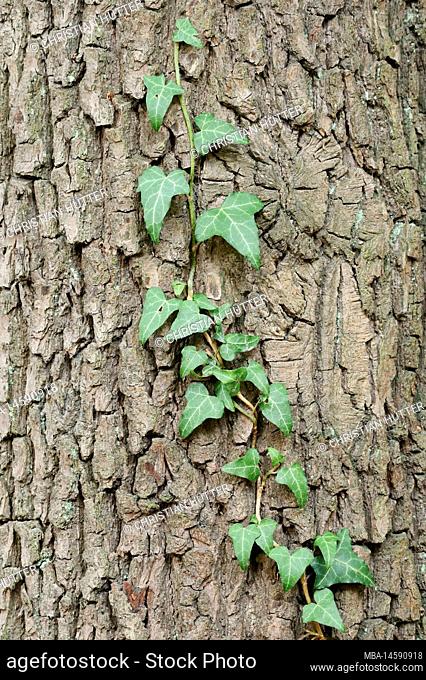 Common ivy (Hedera helix) growing on the trunk of a pedunculate oak (Quercus robur), North Rhine-Westphalia, Germany