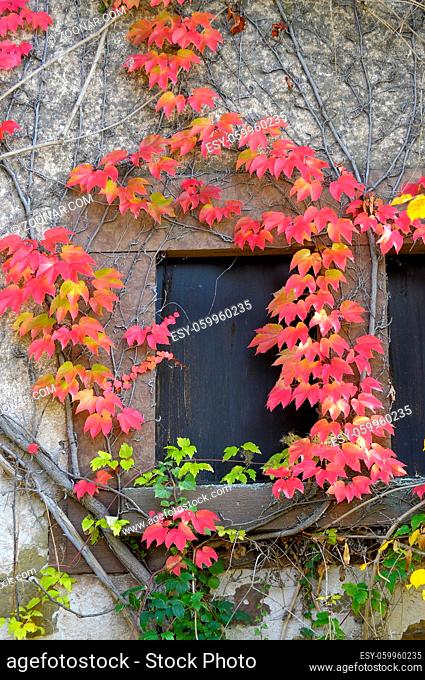 Maulbronn, am Schafhof im Herbst, roter wilder Wein am Fenster