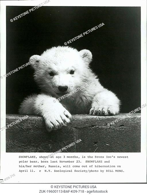 1976 - Snowflake, shown at age 3 months, is the Bronx Zoo's newest polar bear, born last November 23. Snowflake and his/her mother, Russia