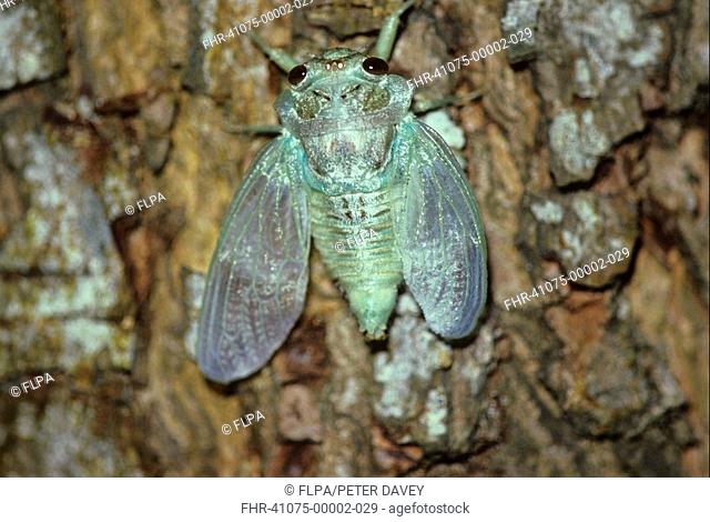 Cicada Platypleura polydorus Emerged on bark of tree - Malindi, Kenya