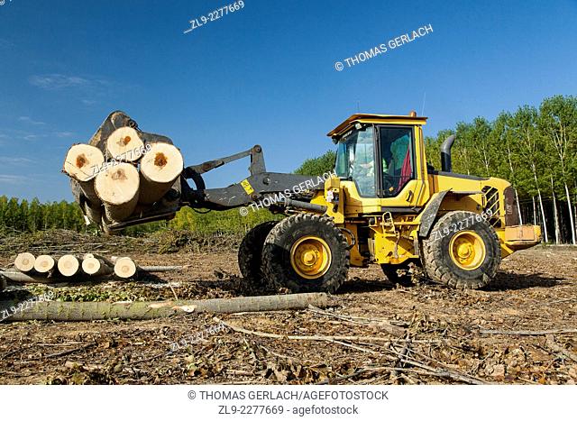 Tractor carrying load of poplar tree trunks used for plywood manufacture in north of Spain