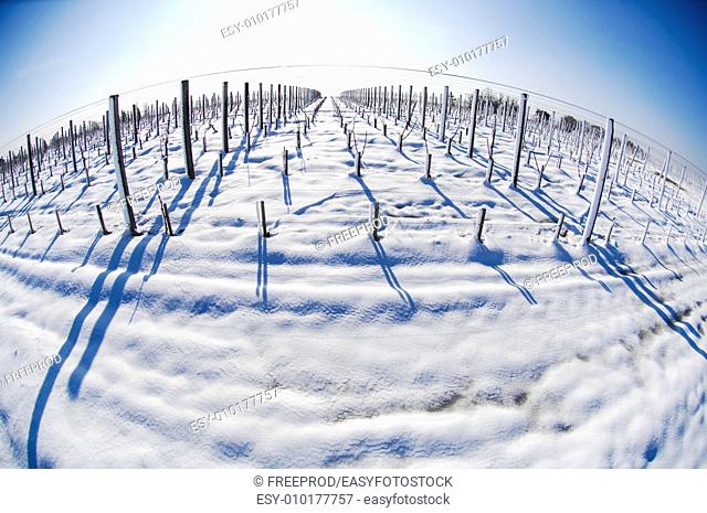 Snow covered vineyards-Bordeaux Vineyards
