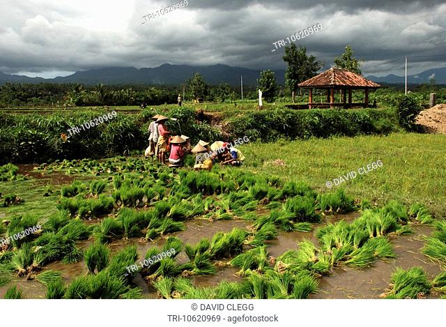 A group of women and one man in conical cane hats pull up and put nursery rice plants into bundles other ricefields and red tiled roof shelter seen in...