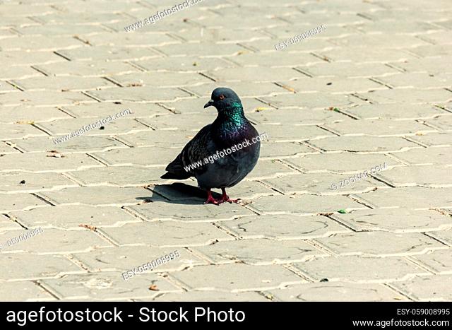 A lonely dove standing on the tiled pavement and looks aside
