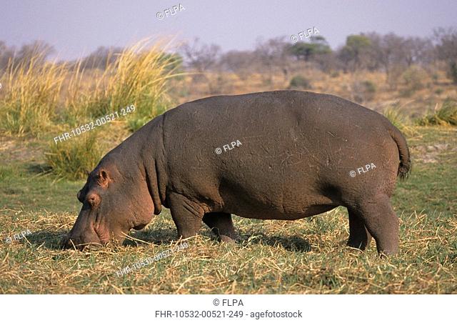 Hippopotamus Hippopotamus amphibius Feeding on grass - Chobe N P , Botswana