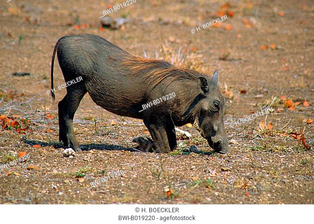 Cape warthog, Somali warthog, desert warthog (Phacochoerus aethiopicus), kneeing, feeding, South Africa, Krueger National Park, Letaba