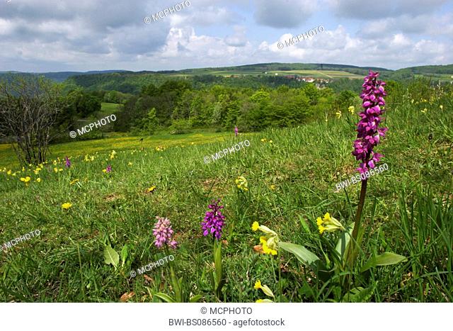 meadow with orchids, Swabian Alb, Germany, Baden-Wuerttemberg