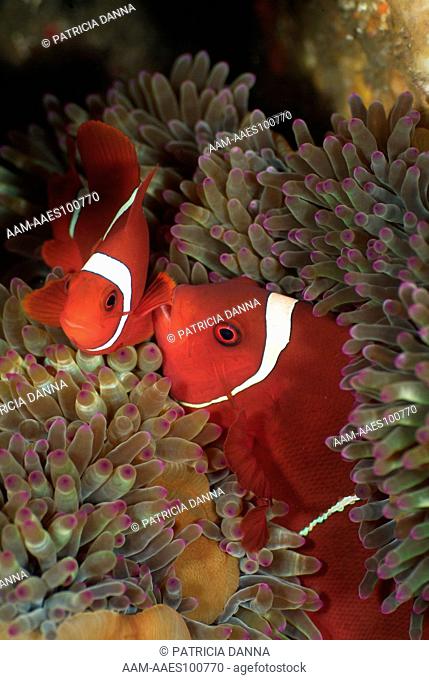Female Spine-cheek Anemonefish (Premnas biaculeatus) biting the pectoral fin of the male (left) living in a Bulb Tentacle Sea Anemone (Entacmaea quadricolor)...