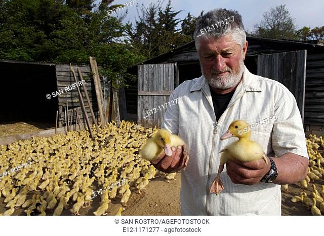 France, Vendée, Challans, duck blood, 'canard Challandais' brand, duckling grown by producer Gérard Huguet