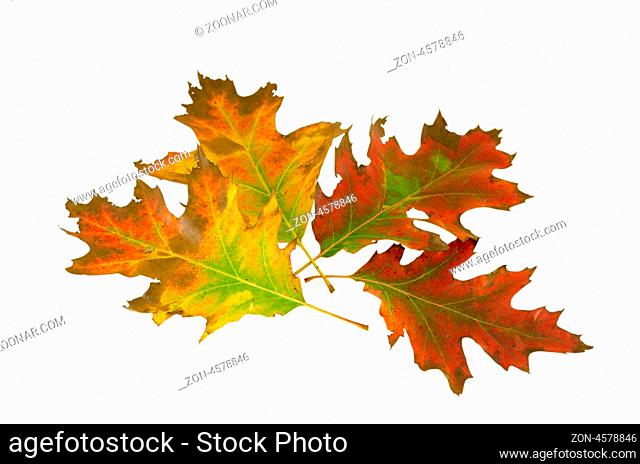 four decorative oak leaves in autumn composition isolated on white background
