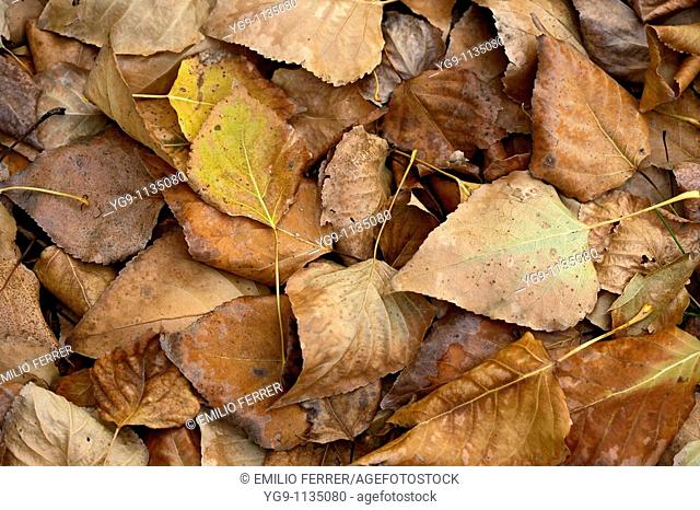 Leaves in Autumn  LLeida  Spain