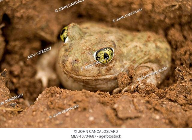 CouchÕs Spadefoot TOAD - Burrowing by backing into the ground by pushing dirt with their spades while rotating the body (Scaphiopus couchii)