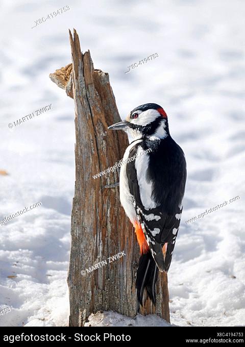 Great spotted woodpecker (Dendrocopos major) during winter near Oulanka National Park. Europe, Northern Europe, Finland, Oulanka, March