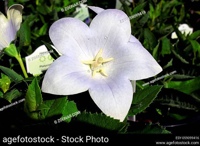 Closeup of opened white balloon flowers in the garden