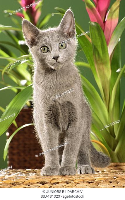 Russian blue kitten - in front of bromeliads