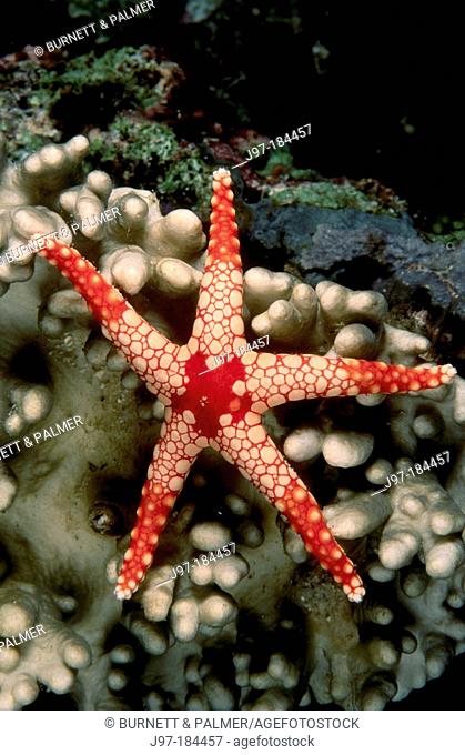 Starfish. Papua New Guinea