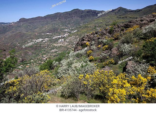 View from a hiking trail below Roque Nublo of blooming vegetation, Tejeda, Gran Canaria, Canary Islands, Spain
