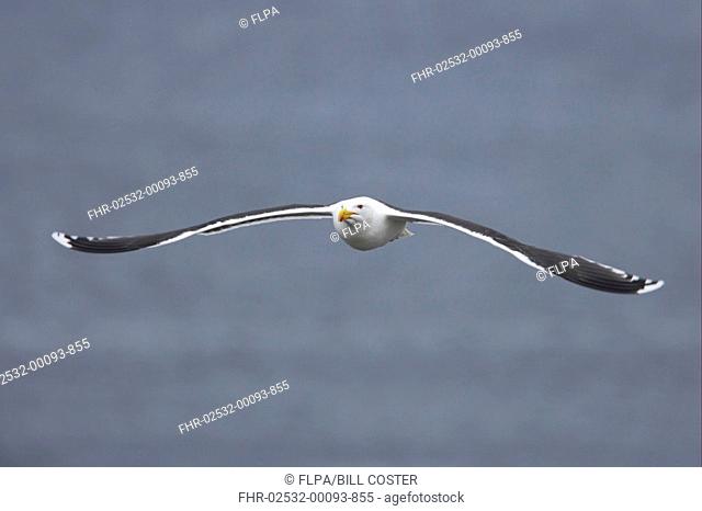 Great Black-backed Gull Larus marinus adult, summer plumage, in flight over sea, Noss, Shetland Islands, Scotland