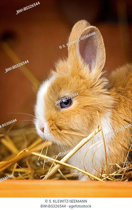 Lionhead rabbit (Oryctolagus cuniculus f. domestica), young Lionhead rabbit sitting in the hutch, Germany