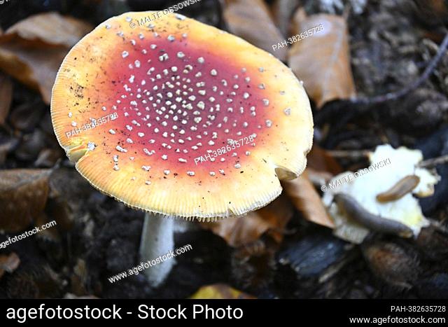 Fly agaric in the forest, November 1st, 2022 THE AUTHOR ASSUMES NO GUARANTEE AND NO LIABILITY FOR THE ACCURACY OF THE MUSHROOM IDENTIFICATION!