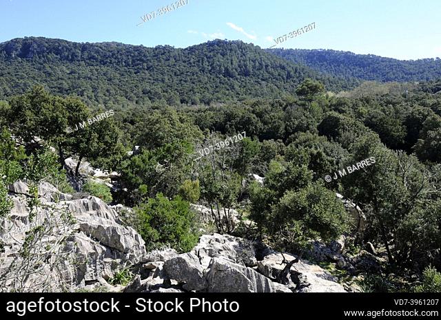 Evergreen oak (Quercus ilex ilex) is an evergreen tree native to southern Europe. This photo was taken in Mallorca, Balearic Islands, Spain