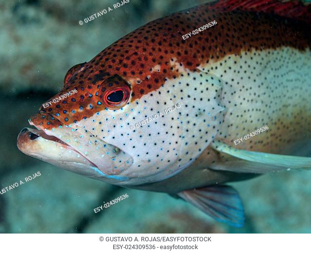 EPINEPHELUS FULVUS, Los Roques, Venezuela phase coloration red and white with some blue spots