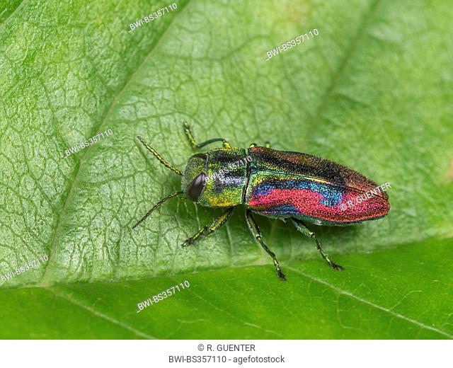 Jewel beetle, Wood-boring beetle (Anthaxia candens), male sitting on a cherry tree leaf, Germany