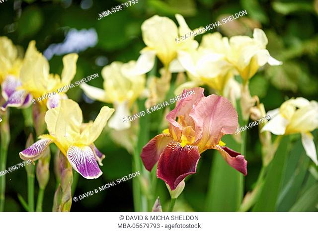 Coloured iris, iris variegata, blossom, close-up