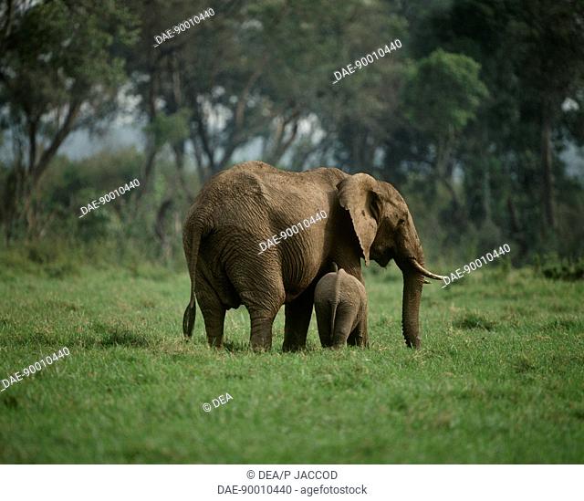 Zoology - Mammals - Proboscidea - African elephant (Loxodonta africana) with offspring. Kenya, Masai Mara Game Reserve