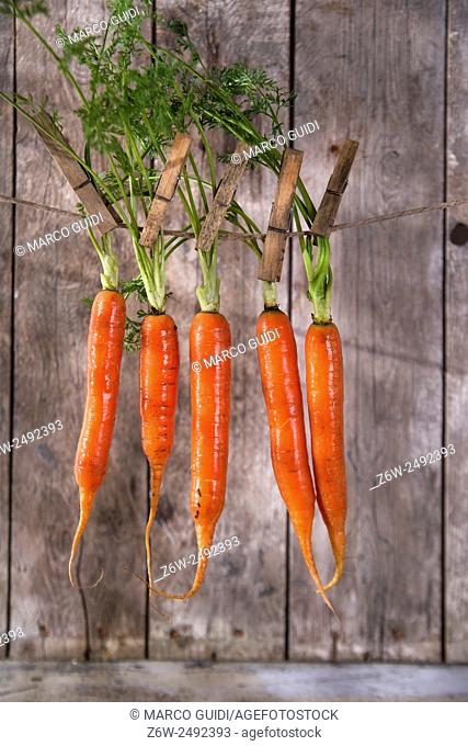 Presentation of a fresh bunch of carrots hanging by a thread