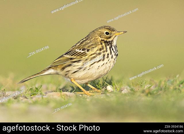 Meadow Pipit (Anthus pratensis), side view of an individual standing on the ground, Campania, Italy