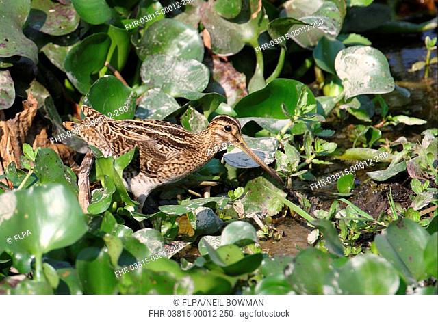 Pintail Snipe Gallinago stenura adult, foraging on mud amongst Water Hyacinths Eichhornia sp in marsh, Dibru-Saikhowa N P , Assam, India, february