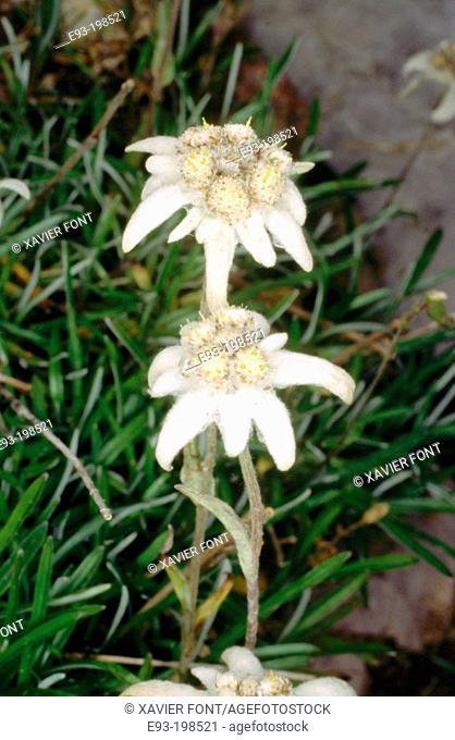 Russian Edelweiss (Leontopodium palibianum)