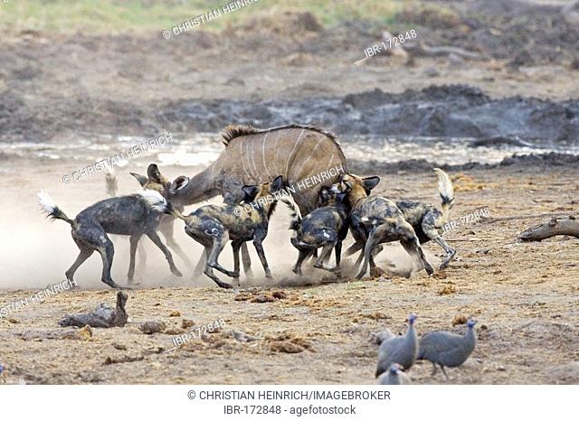 African wilddogs - Lycaon pictus - are hunting a carless young kudu. Africa, Botswana, Linyanti, Chobe National Park, wildlife