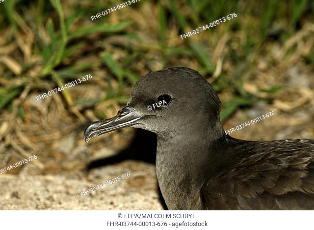 Wedge-tailed Shearwater (Puffinus pacificus) adult, close-up of head, on land at night, Queensland, Australia, November