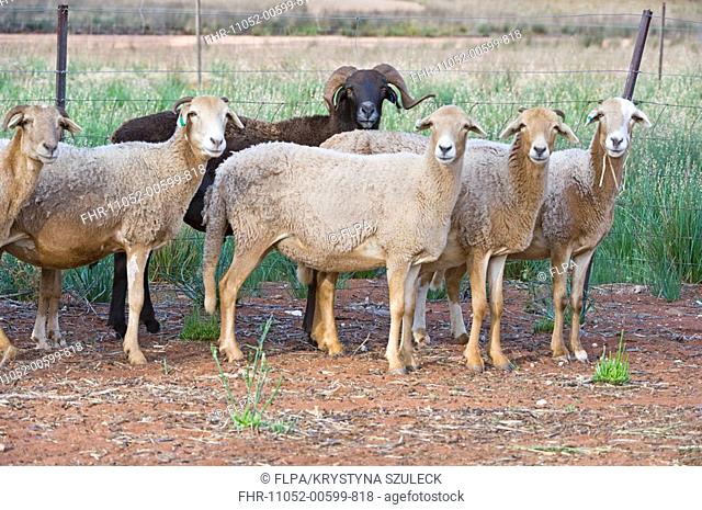 Domestic Sheep, Fat-tailed Sheep, flock, standing beside fence, Fraser Range Station, Nullarbor Plain, Western Australia, september