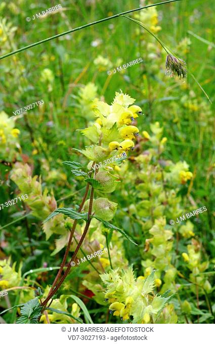 Mediterranean rattle (Rhinanthus mediterraneus) is an annual hemiparasitic herb native to north Spain, northwest Italy, south France and Croatia