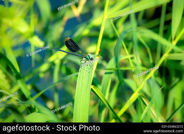 An image of a beautiful dragonfly insect