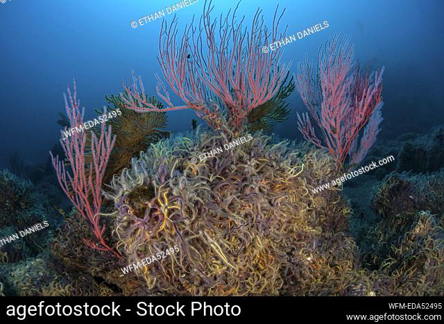 Red Gorgonian Whip Coral, Lophogorgia chilensis, Channel Islands, California, USA