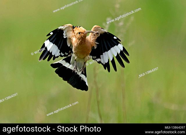 Hoopoe (Upupa epops) in flight with food, Germany