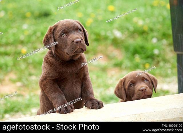 Two brown Labrador Retriever puppies, Bavaria, Germany, Europe