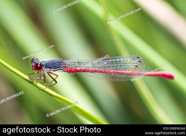 Close up view of a Small Red Damselfly (Ceriagrion tenellum) insect