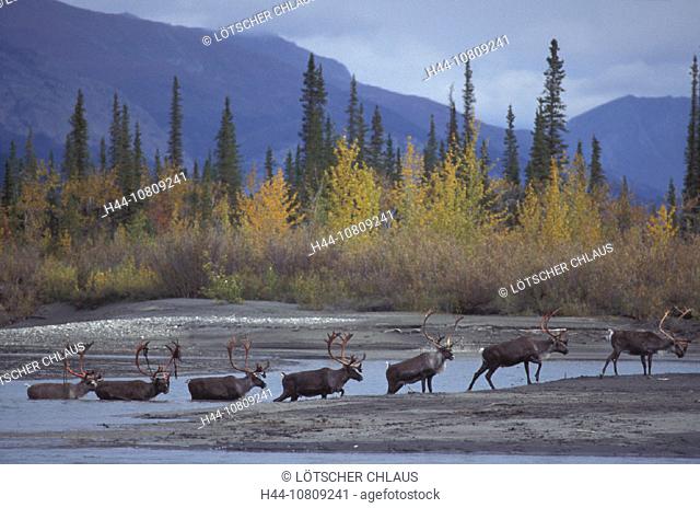 Alaska, Alatna River, antlers, Gates of the Arctic, national park, Autumn, bloody, Brooks Range, bulls, Caribou, com