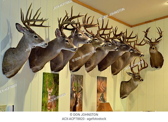 Trophy white-tail deer heads mounted on a wall, Rio Grande City, Texas, USA