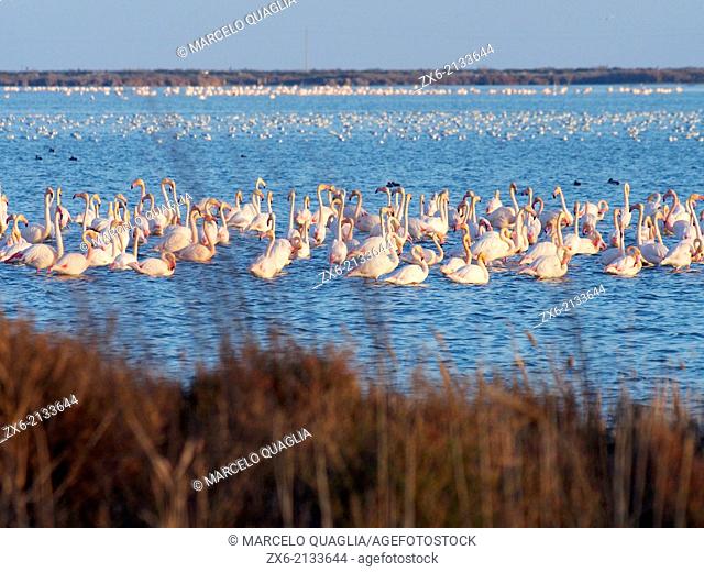Flamingoes (Phoenicopterus roseus) at Tancada Lagoon. Ebro River Delta Natural Park, Tarragona province, Catalonia, Spain