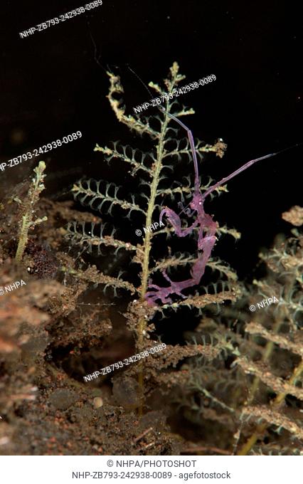 Purple variety of skeleton shrimp: Caprella sp. Tulamben, Bali