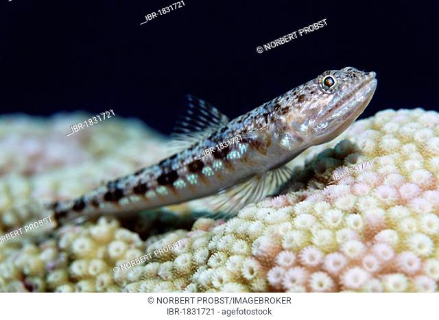 Variegated Lizardfish (Synodus variegatus) lying on stone coral, Hashemite Kingdom of Jordan, Red Sea, Western Asia