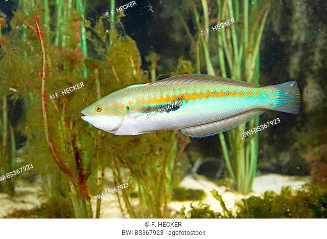 Mediterranean rainbow wrasse, Rainbow wrasse, Mediterranean rainbowfish (Coris julis, Labrus julis), male
